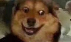 一个狗狗最新爆料图片表情包,萌态可掬，笑翻网友